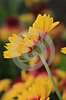 Gaillardia grandiflora