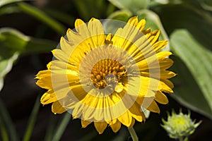 Gaillardia x grandiflora Mesa Peach