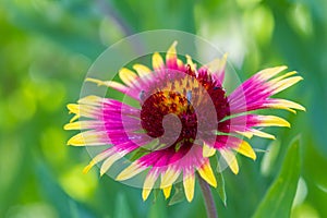 Gaillardia pulchella