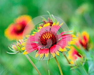 Gaillardia pulchella