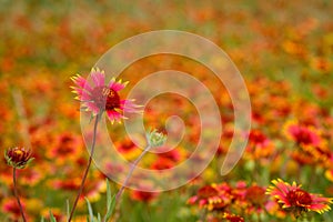 Gaillardia pulchella