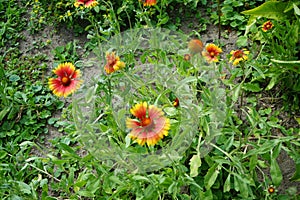 Gaillardia pulchella blooms in July. Potsdam, Germany