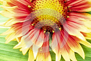 Gaillardia pulchella. Bright summer flowers on green leaves. Close-up. Macro shooting. Natural natural background.