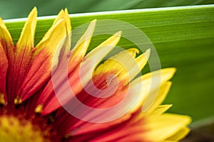 Gaillardia pulchella. Bright summer flowers on green leaves. Close-up. Macro shooting. Natural natural background.