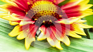 Gaillardia pulchella. Bright summer flowers on green leaves. Close-up. Macro shooting. Natural natural background.