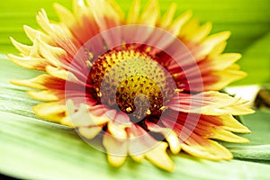 Gaillardia pulchella. Bright summer flowers on green leaves. Close-up. Macro shooting. Natural natural background.