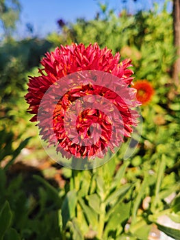 Gaillardia pulchella (firewheel, Indian blanket, Indian blanket flower, or sundance), single flower on plant stem