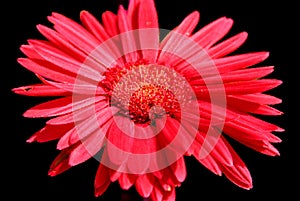 Gaillardia pulchella (firewheel, Indian blanket, Indian blanketflower, or sundance),