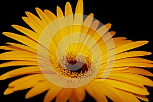 Gaillardia pulchella (firewheel, Indian blanket, Indian blanketflower, or sundance),