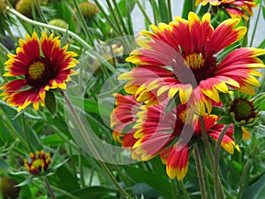 Gaillardia pulchella firewheel, Indian blanket, Indian blanketflower, or sundance. Red and yellow daisy.