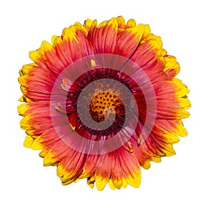 Gaillardia pulchella flower firewheel, Indian blanket, Indian blanketflower, or sundance isolated on white, side view