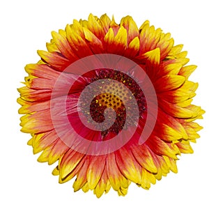 Gaillardia pulchella flower firewheel, Indian blanket, Indian blanketflower, or sundance isolated on white, side view