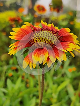 Gaillardia Pulchella Flower in The Garden.