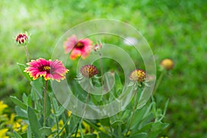 Gaillardia pulchella flower in gardent