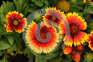 Gaillardia pulchella Foug, Blanket Flower