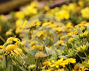 Gaillardia pulchella Foug, Blanket Flower