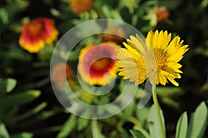 Gaillardia pulchella Foug, Blanket Flower