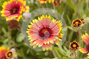 Gaillardia pulchella (indian blanket)