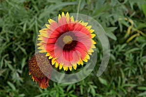 Gaillardia pulchella  Indian Blanket - Blanket Flower Firewheel and seed head