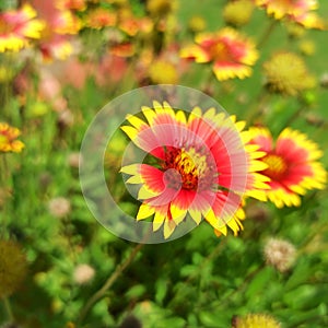 Gaillardia pulchella Indian blanket flower