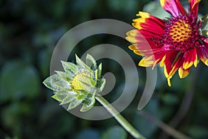 Gaillardia pulchella Indian blanket flower and bud close-up on a blurred background