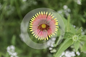 Gaillardia pulchella Indian Blanket Wildflower