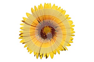 Gaillardia pulchella orange-yellow flower isolated on white
