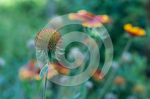 Gaillardia pulchella`s bud