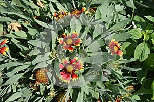 Gaillardia pulchella is a species of short-lived perennial or annual flowering plants in the sunflower family. Kolimpia, Rhodes