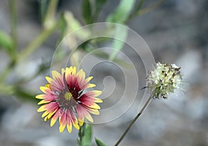 Gaillardia Pulchella or Sundance Indian Blanket Flower