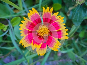 Gaillardia pulchella, sunflower beautiful multicolored blanket flower photography