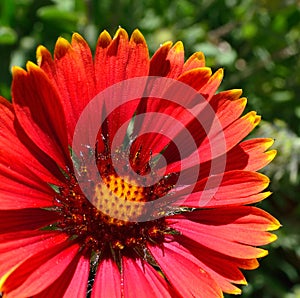 Gaillardia pulchella â€“ Firewheel Flower Macro
