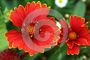 There are many types of Gaillardia flowers, ranging from annuals to perennials photo