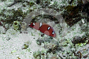 Gaimard`s Wrasse Coris gaimard