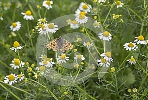 Summertime. A butterfly landed in the field. ÃÂgainst a background of wildflowers chamomile and green grasses. photo