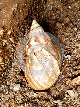 Gaint African Snile shell  photo