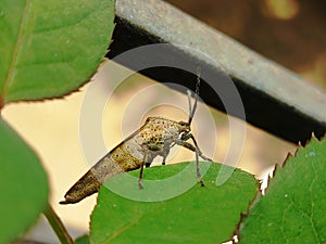 Gaint brown bug sitting on rose leaf pedals