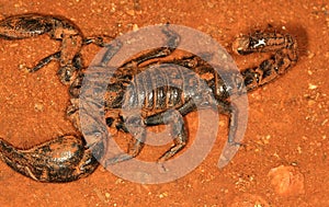 Gaint forest scorpion, Heterometrus indus, Ganeshgudi, Karnataka, India