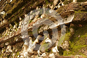 Gal Potha carvings, Sri Lanka