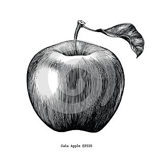 Gala apple fruit drawing vintage clip art isolated on white back