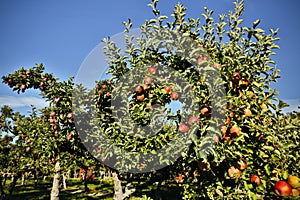 Gala Apple Tree Orchard Okanagan Valley