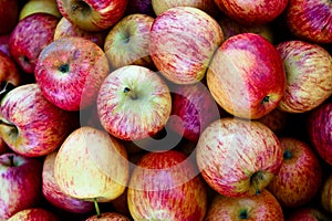 Gala Apples