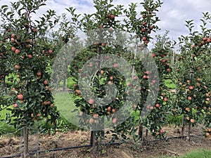 Gala apples in a commercial orchard