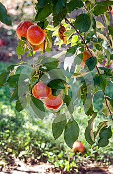 Gala apples in a Michigan orchard