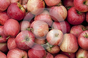 Gala Apples photo