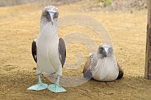 Gala portrait of blue footed boobies