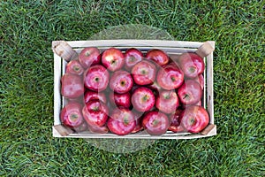 Gala red apples in a wooden farmers market crate, Serbia