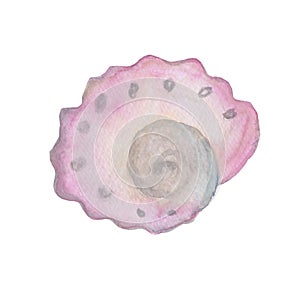 Galactella lactea sea ocean shell composition watercolor illustration isolated on white background base for printing on photo