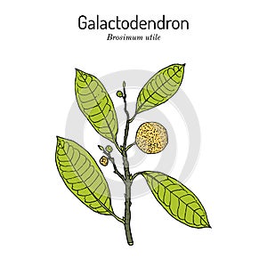 Galactodendron Brosimum utile , medicinal plant