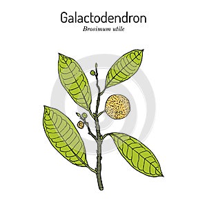 Galactodendron Brosimum utile , medicinal plant photo